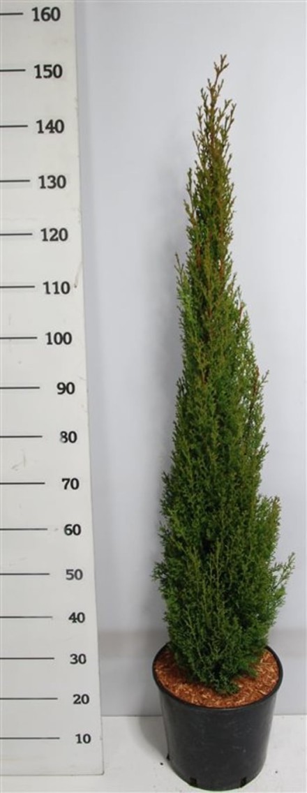 Cupressus semp. 'Totem'