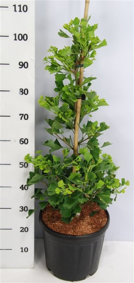 Ginkgo bil. Fastigiata Blagon