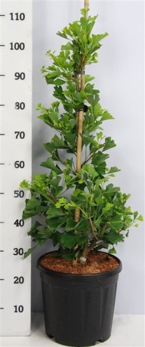Ginkgo bil. Fastigiata Blagon