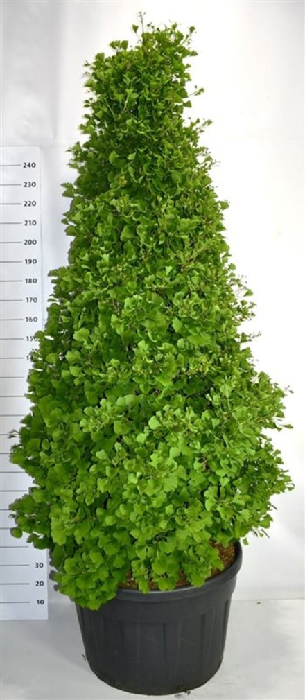 Ginkgo bil. Fastigiata Blagon