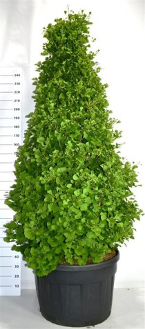 Ginkgo bil. Fastigiata Blagon
