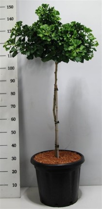 Ginkgo bil. 'Mariken'