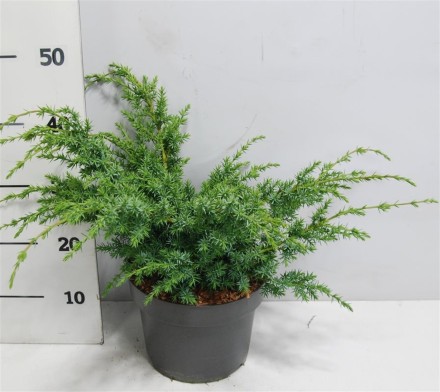Juniperus chin. 'Blue Alps'