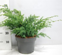 Juniperus chin. 'Blue Alps'