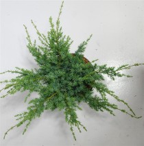 Juniperus chin. 'Blue Alps'
