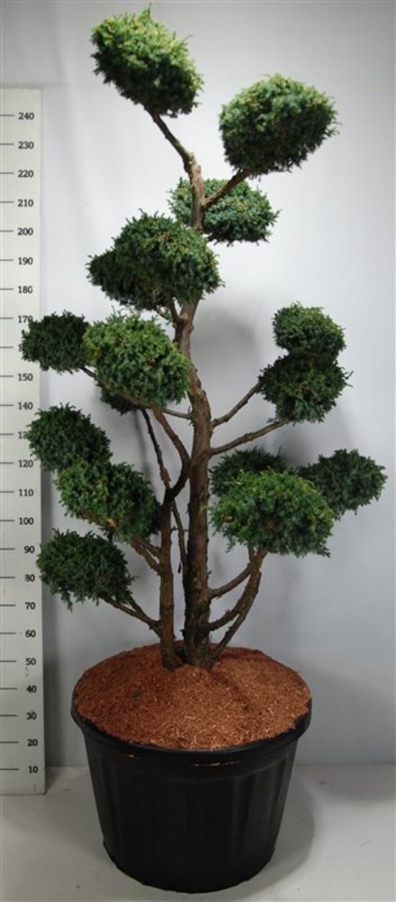 Juniperus chin. 'Blue Alps'