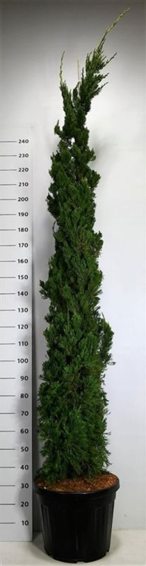 Juniperus chin. 'Kaizuka'