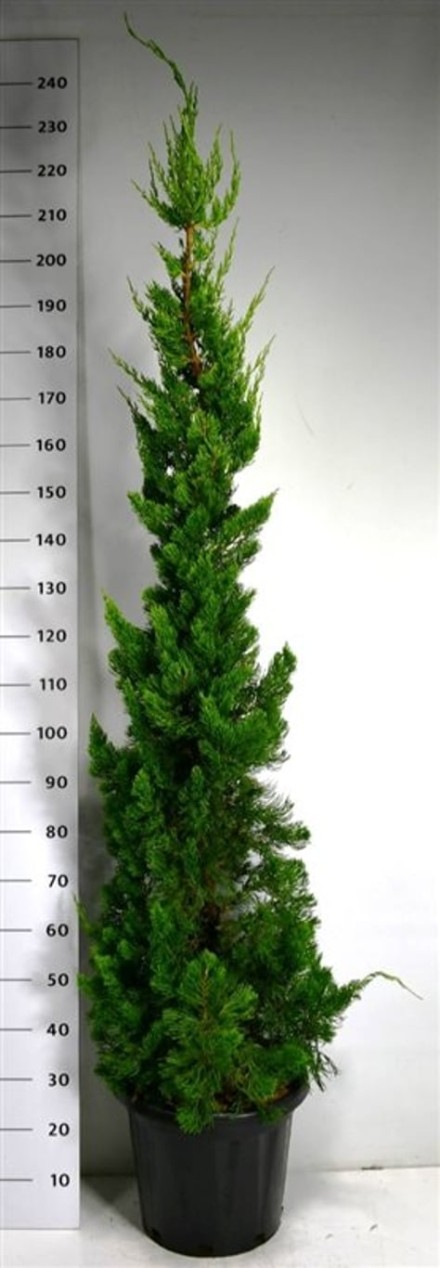 Juniperus chin. 'Kaizuka'