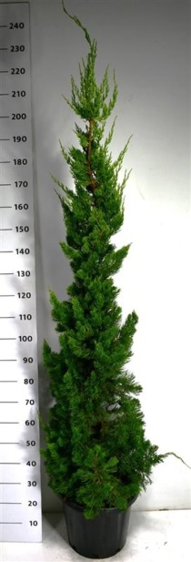 Juniperus chin. 'Kaizuka'