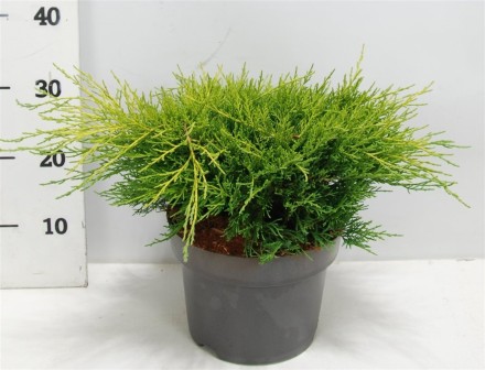 Juniperus pfitzeriana 'Old Gold'