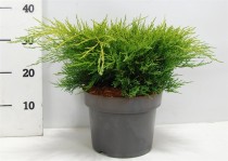 Juniperus pfitzeriana 'Old Gold'