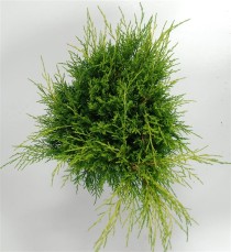 Juniperus pfitzeriana 'Old Gold'
