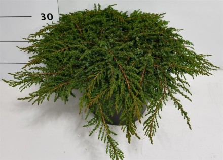 Juniperus comm. 'Green Carpet'