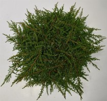 Juniperus comm. 'Green Carpet'