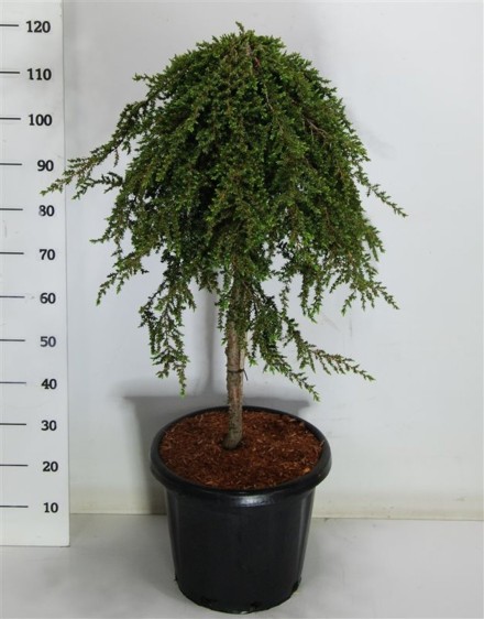Juniperus comm. 'Greenmantle'