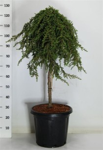 Juniperus comm. 'Greenmantle'