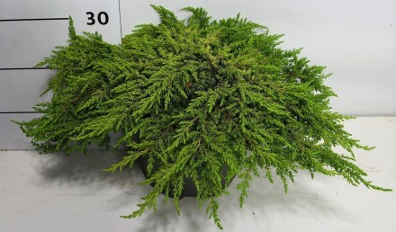 Juniperus comm. 'Lemon Carpet'