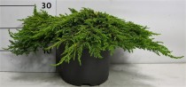 Juniperus comm. 'Lemon Carpet'