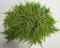 Juniperus comm. 'Lemon Carpet'