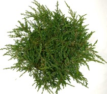 Juniperus comm. 'Repanda'