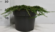 Juniperus hor. 'Icee Blue' ®
