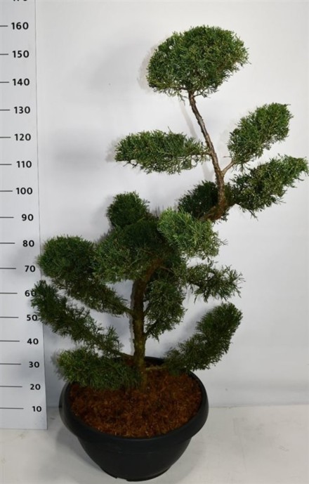 Juniperus pf. 'Pfitzeriana Aurea'
