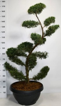 Juniperus pf. 'Pfitzeriana Aurea'