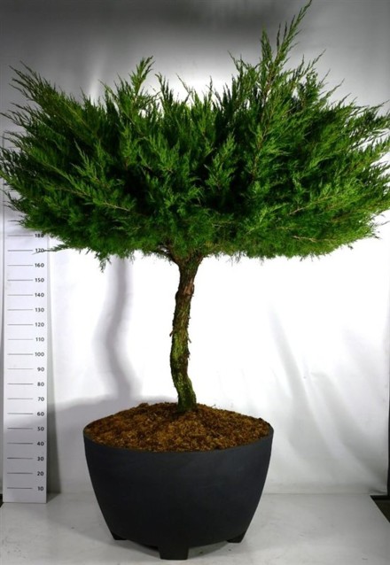 Juniperus pfitzeriana 'Mint Julep'