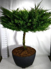 Juniperus pfitzeriana 'Mint Julep'