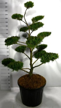 Juniperus pfitzeriana 'Mint Julep'