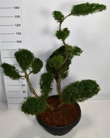 Juniperus pfitzeriana 'Mint Julep'