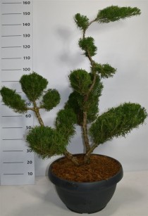 Juniperus pfitzeriana 'Mint Julep'