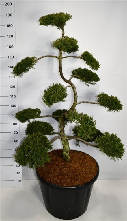 Juniperus sabina 'Rockery Gem'