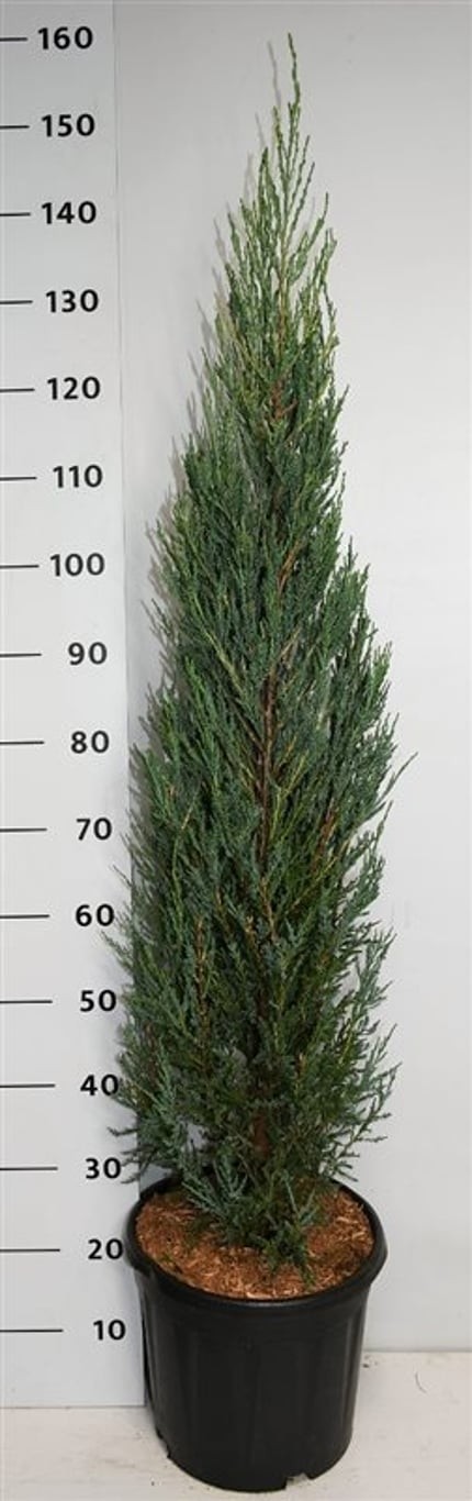 Juniperus s. 'Blue Arrow'