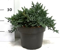 Juniperus squamata 'Tropical Blue'