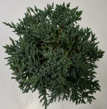 Juniperus squamata 'Tropical Blue'