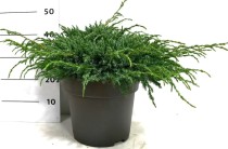 Juniperus squamata 'Blue Carpet'