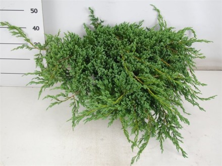 Juniperus squamata 'Blue Carpet'