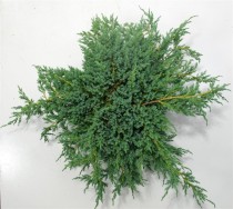 Juniperus squamata 'Blue Carpet'