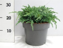 Juniperus squamata 'Blue Carpet'