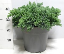 Juniperus squamata 'Blue Star'