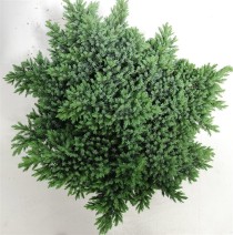Juniperus squamata 'Blue Star'