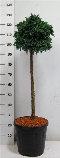 Juniperus squamata 'Blue Star'