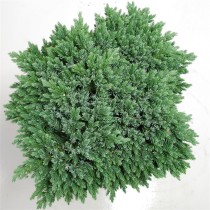Juniperus squamata 'Blue Star'