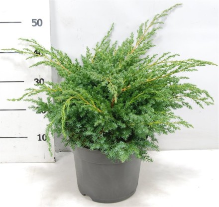 Juniperus squamata 'Blue Swede'