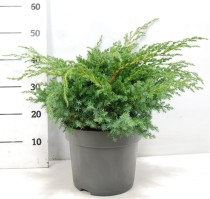 Juniperus squamata 'Blue Swede'