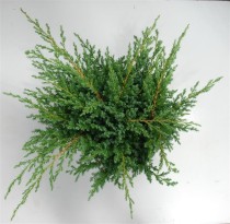 Juniperus squamata 'Blue Swede'