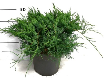 Juniperus virg. 'Grey Owl'