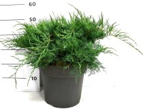 Juniperus virg. 'Grey Owl'
