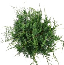 Juniperus virg. 'Grey Owl'